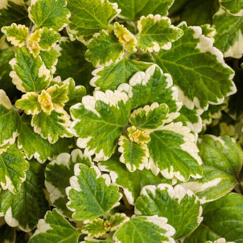 +Plectranthus VARIEGATA Netta's Nursery Posen, Michigan