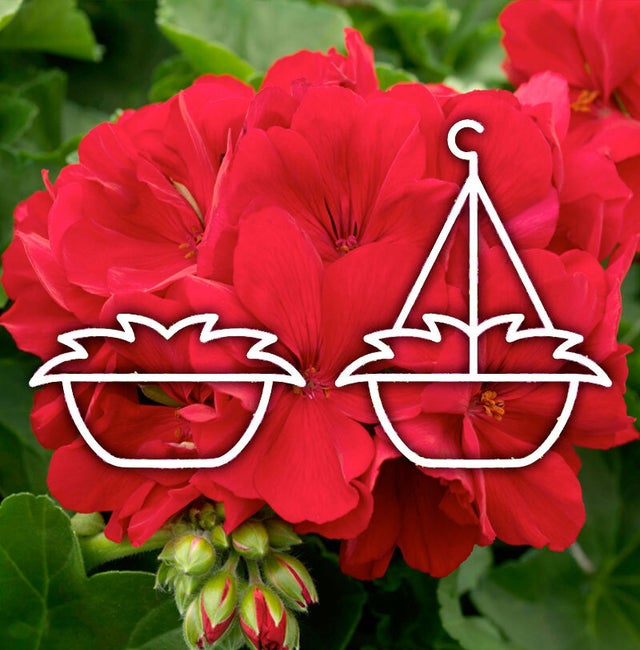 Shop Netta's Nursery Posen, Michigan