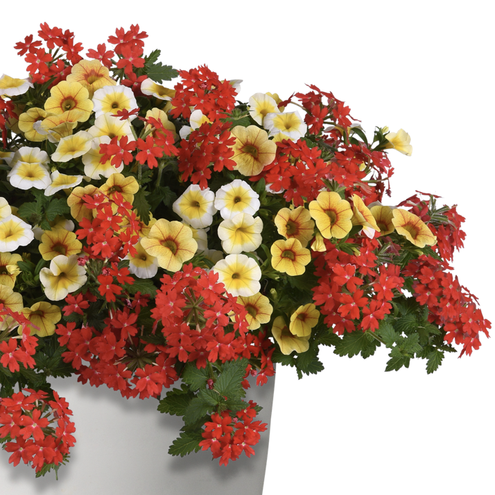 ++SUNSHINY DAY Color Combo 12" Hanging Basket Netta's Nursery