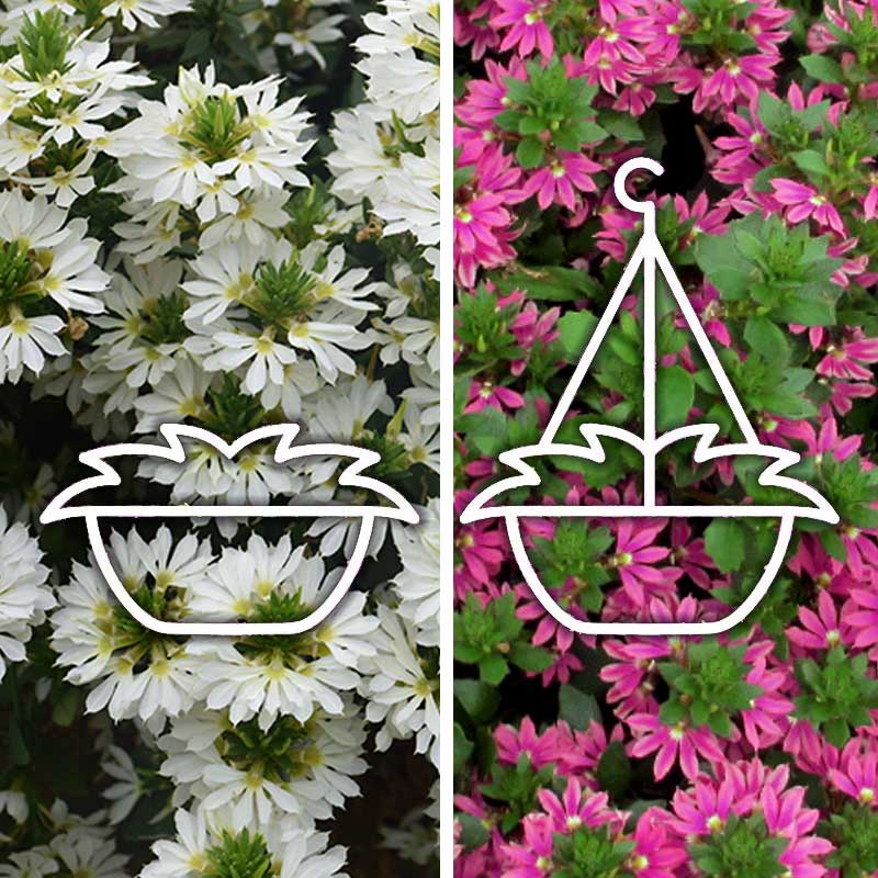 ++Scaevola SURDIVA DUO WHITE/PINK 12" Hanging Basket Netta's