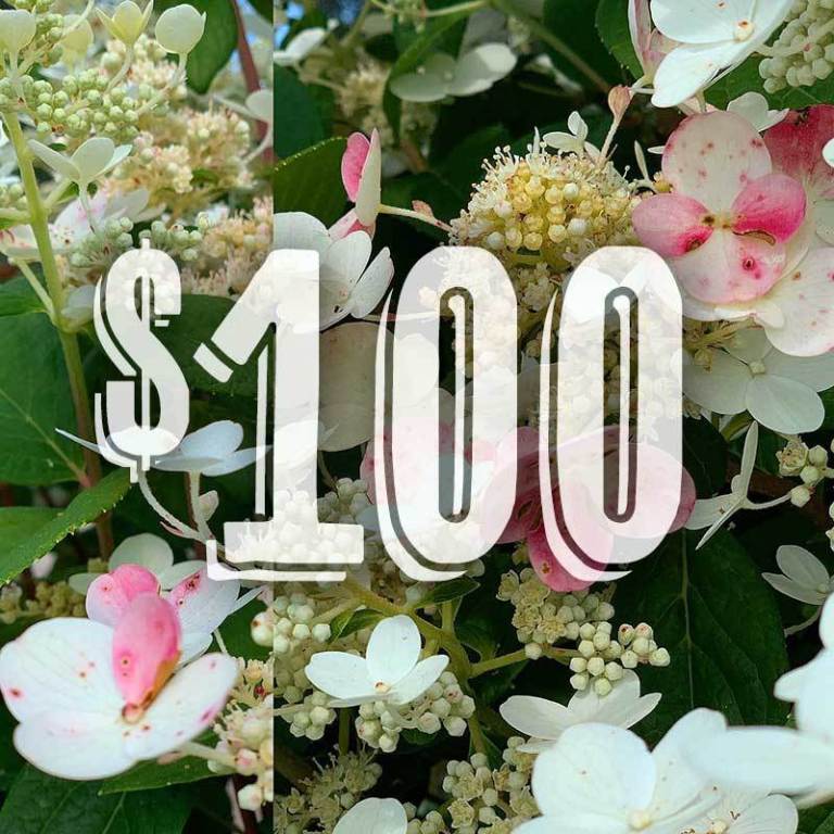 100 Gift Card Mailed Netta's Nursery Posen, Michigan