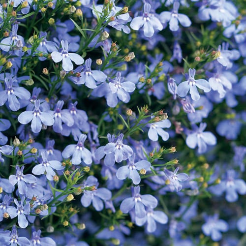 Lobelia LAGUNA® SKY BLUE Netta's Nursery Posen, Michigan