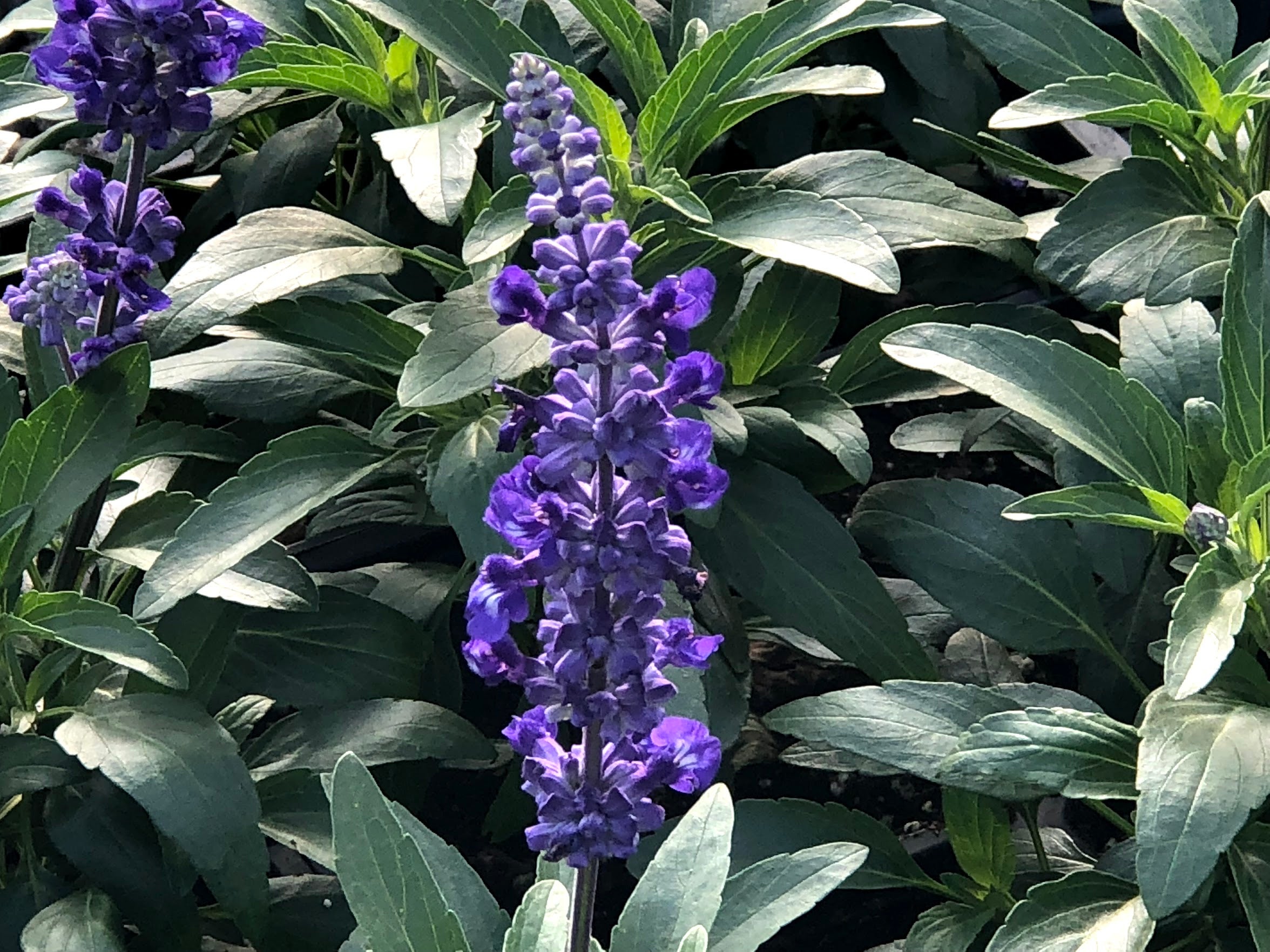 Salvia CATHEDRAL DEEP BLUE Netta's Nursery Posen, Michigan