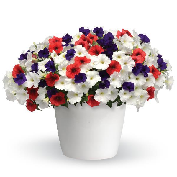 Ball Game Color Combo 12" Light Wicker Hanging Basket Netta's