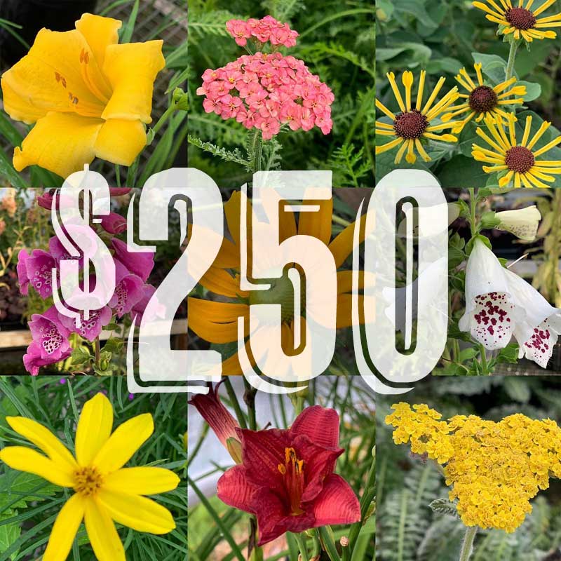 Shop Netta's Nursery Posen, Michigan