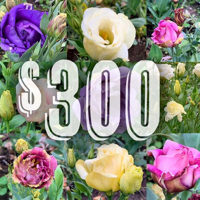 Shop Netta's Nursery Posen, Michigan