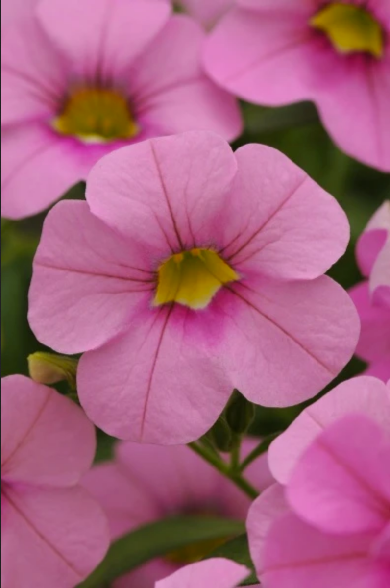 Calibrachoa CABARET® LIGHT PINK NOT AVAILABLE Netta's Nursery