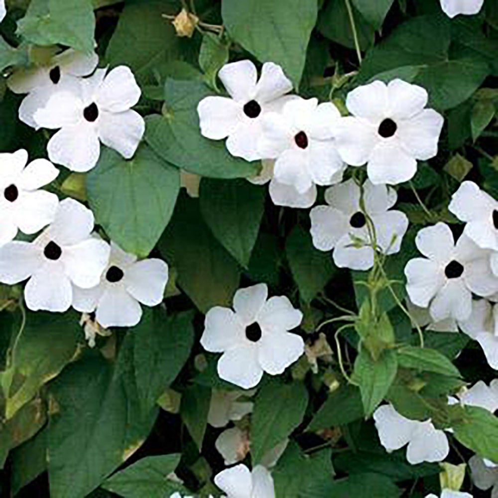 Thunbergia SUNNY SUSY WHITE HALO BLACKEYED SUSAN VINE NOT