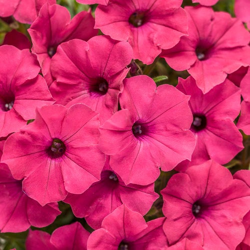Petunia SUPERTUNIA VISTA® FUCHSIA Netta's Nursery Posen, Michigan