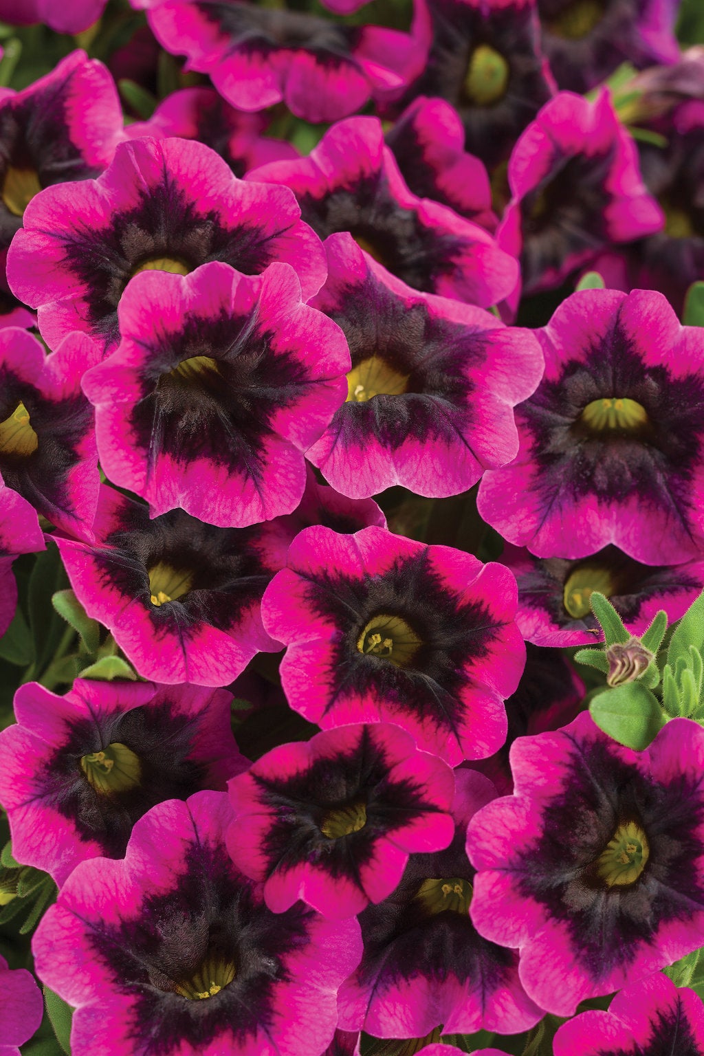 Calibrachoa SUPERBELLS® BLACKCURRANT PUNCH™ Netta's Nursery Posen