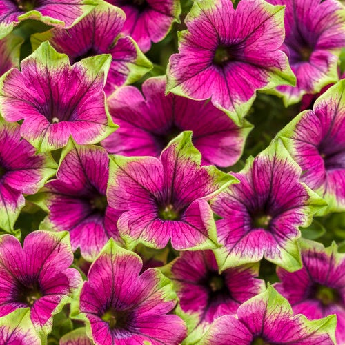 Petunia SUPERTUNIA® PICASSO IN PURPLE® Netta's Nursery Posen